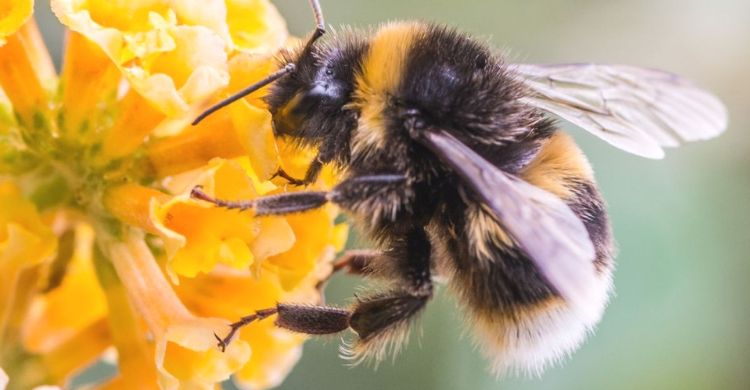 О мерах безопасности медоносных пчел от применения пестицидов.